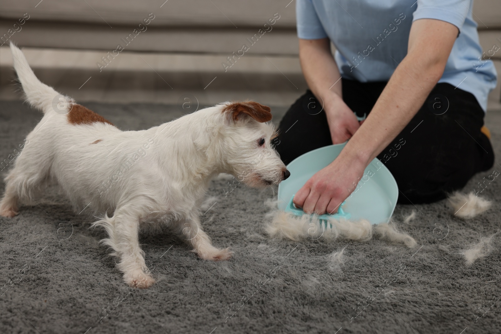 Photo of Man with brush and pan removing pet hair from carpet at home, closeup