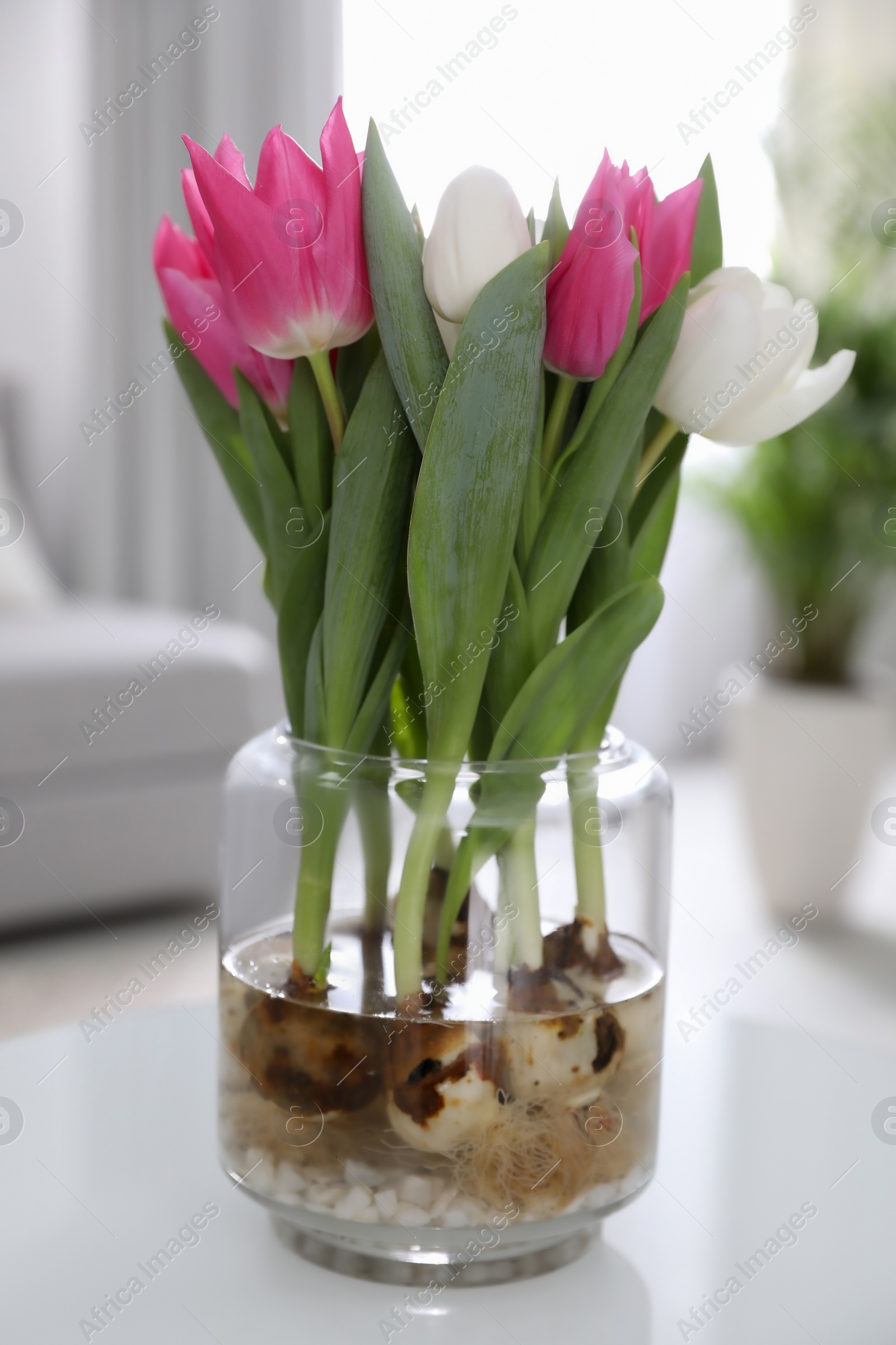 Photo of Bouquet of beautiful tulips with bulbs on table indoors