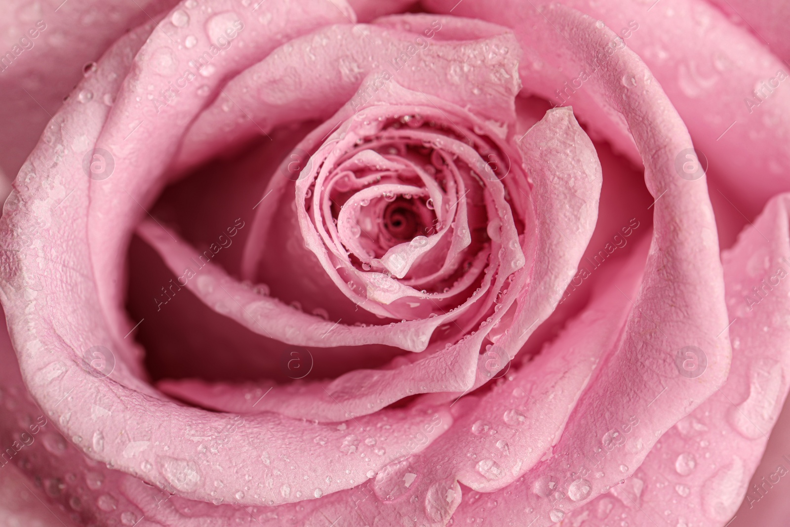 Photo of Beautiful pink rose flower with water drops as background, closeup