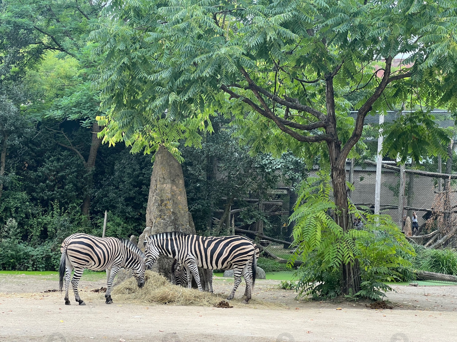 Photo of Beautiful striped African zebras in zoo enclosure