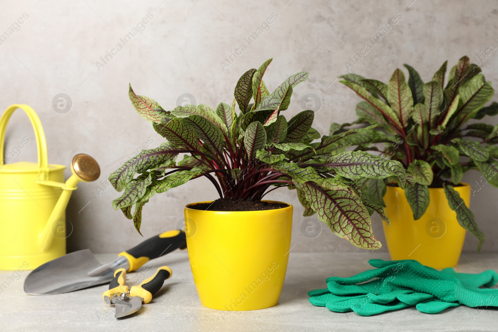 Photo of Potted sorrel plants and gardening tools on light grey table