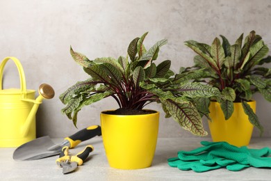 Potted sorrel plants and gardening tools on light grey table