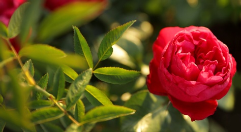 Beautiful rose in blooming garden on sunny day