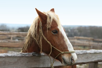 Photo of Adorable chestnut horse in outdoor stable. Lovely domesticated pet
