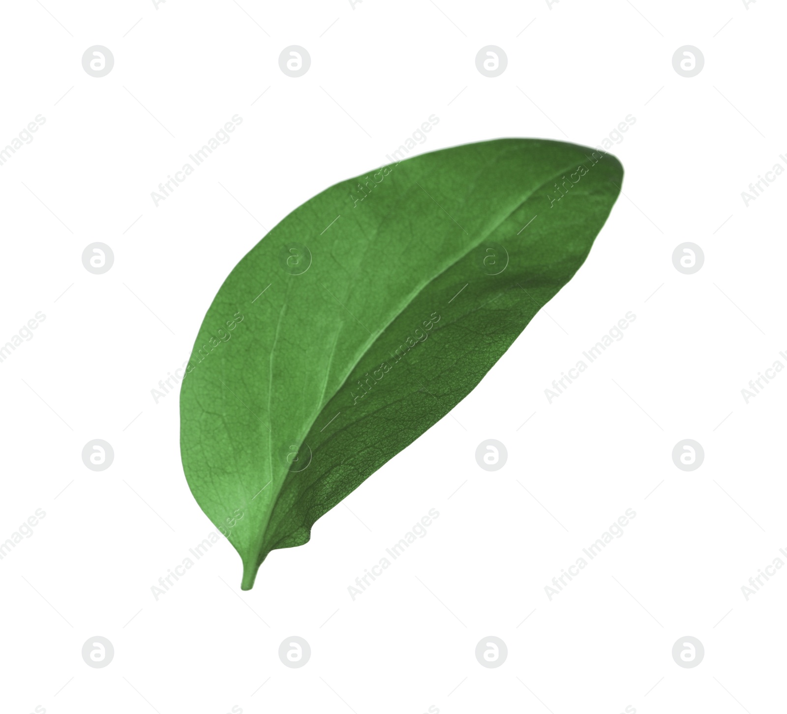 Photo of Green leaf of Ficus elastica plant isolated on white