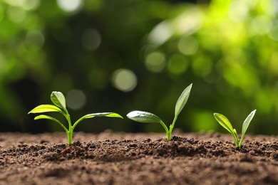 Photo of Fresh green seedlings growing on blurred background, space for text