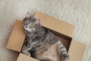 Photo of Cute grey tabby cat in cardboard box on floor at home, top view
