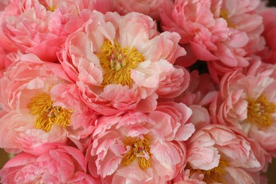Photo of Beautiful pink peonies as background, closeup view