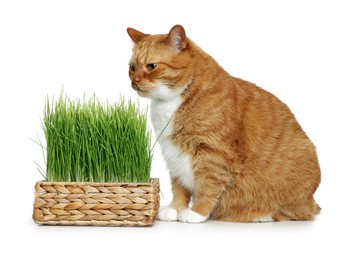 Photo of Cute ginger cat and potted green grass on white background
