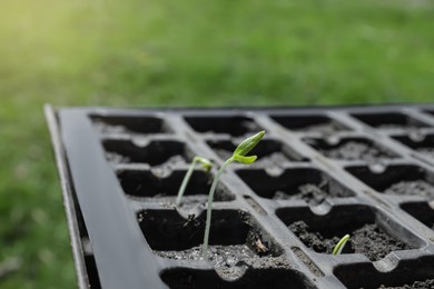 Photo of Plastic seed box with soil and seedlings outdoors, closeup