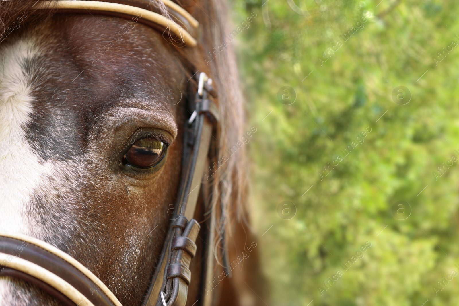 Photo of Closeup view of cute brown pony with bridle outdoors