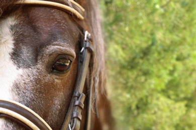Photo of Closeup view of cute brown pony with bridle outdoors