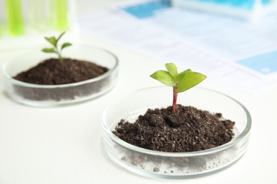 Photo of Petri dish with soil and sprouted plant on white table in laboratory. Biological chemistry
