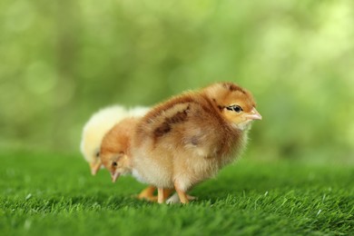 Photo of Cute chicks on green artificial grass outdoors, closeup. Baby animals
