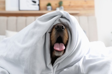 Photo of Cute English cocker spaniel covered with soft blanket indoors, closeup