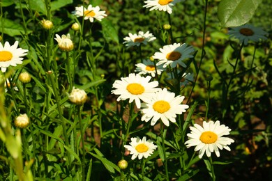 Photo of Beautiful blooming chamomiles outdoors on sunny day