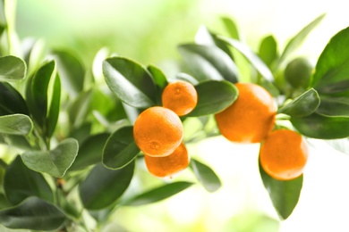 Photo of Citrus fruits on branch against blurred background. Space for text