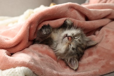 Photo of Cute kitten sleeping in soft pink blanket