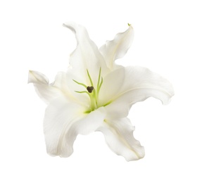 Photo of Beautiful lily on white background. Funeral flower