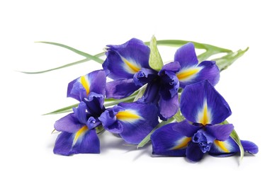 Photo of Beautiful violet iris flowers isolated on white