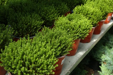 Photo of Pots with beautiful evergreen hebe shrubs growing in greenhouse