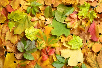 Photo of Many autumn leaves as background, top view