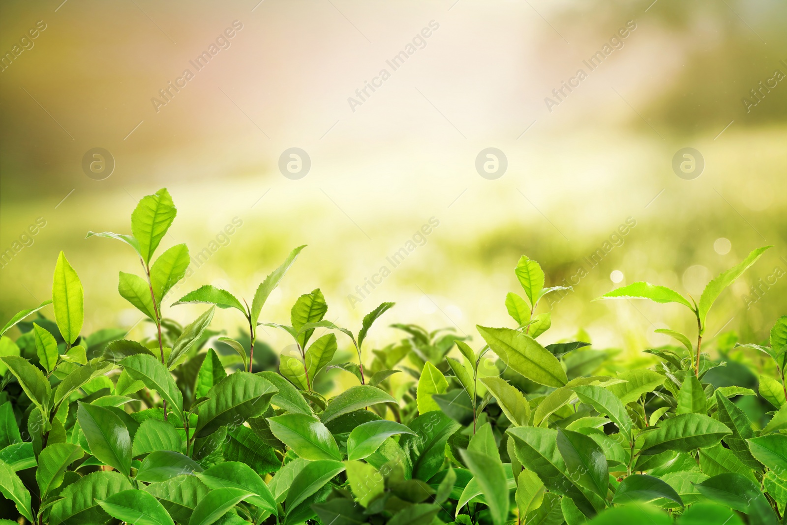 Image of Tea plantation. Plants with fresh green leaves, closeup