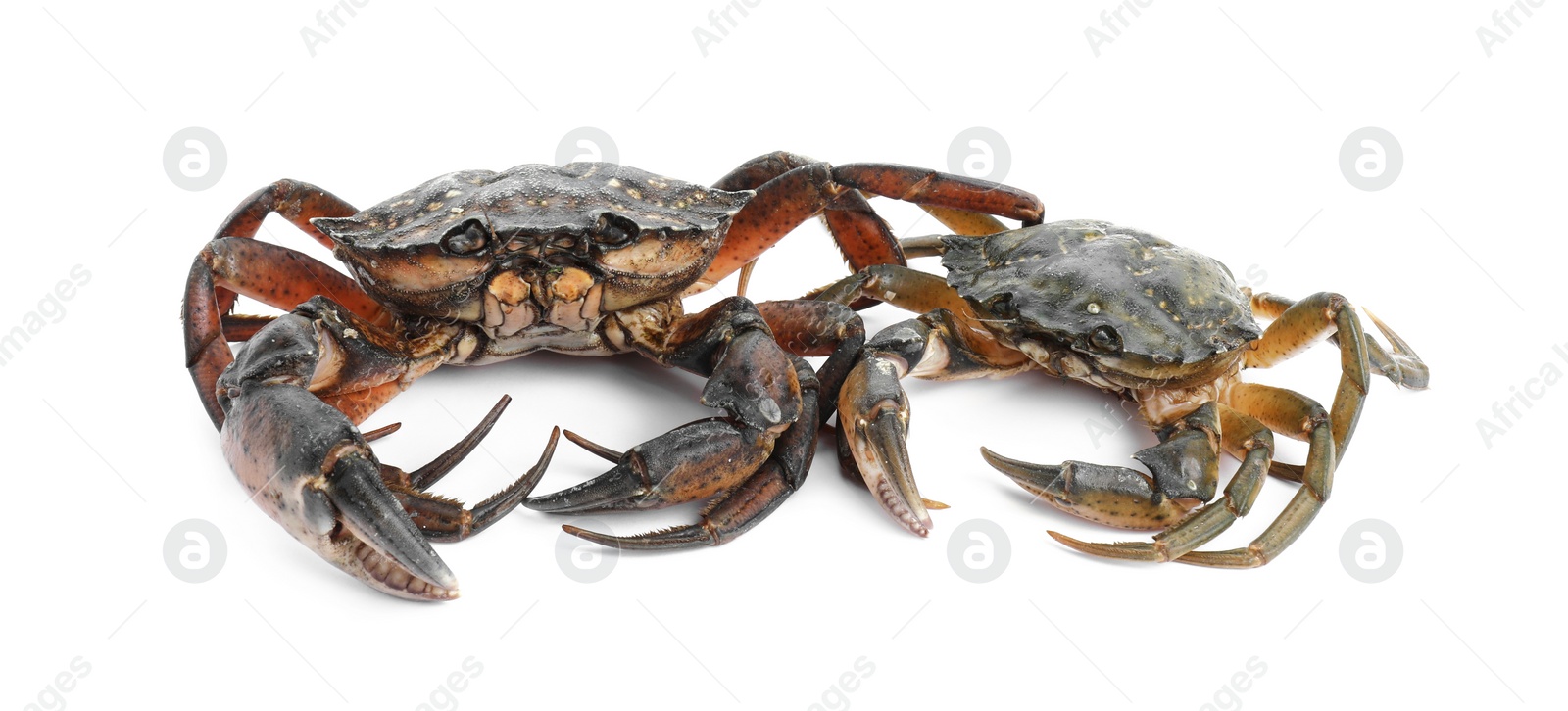 Photo of Two fresh raw crabs isolated on white