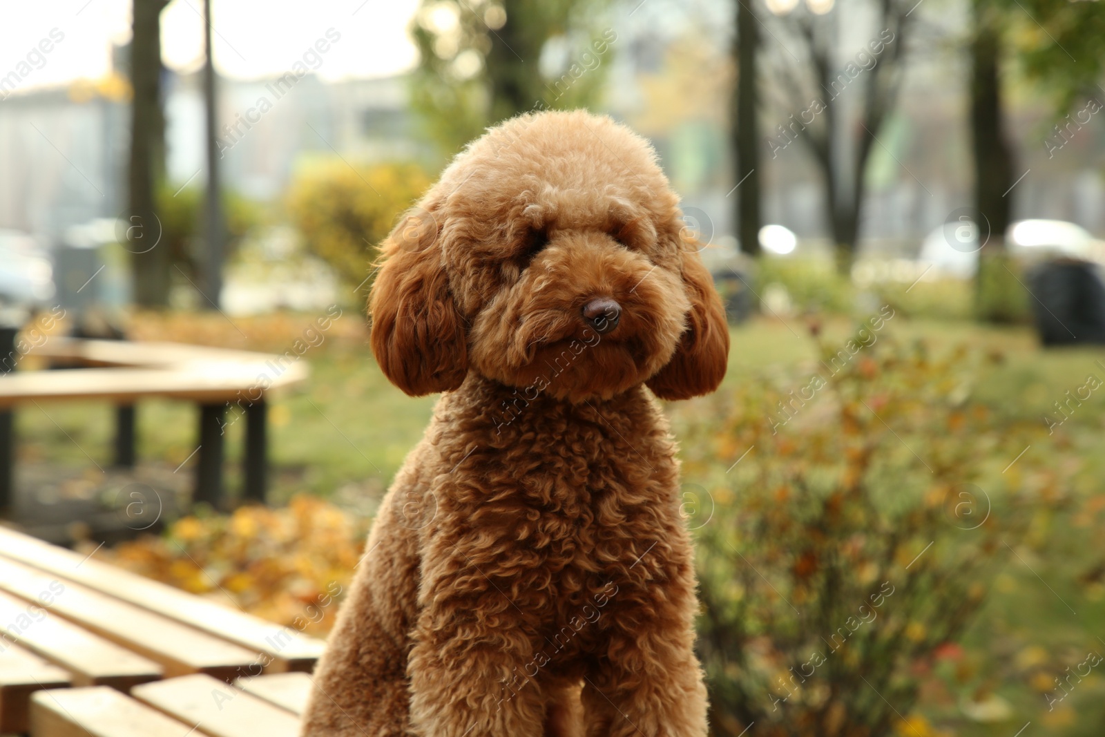 Photo of Cute dog on wooden bench in autumn park