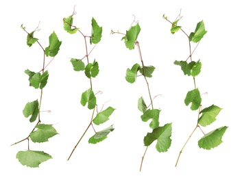 Image of Set of grapevines with green leaves on white background