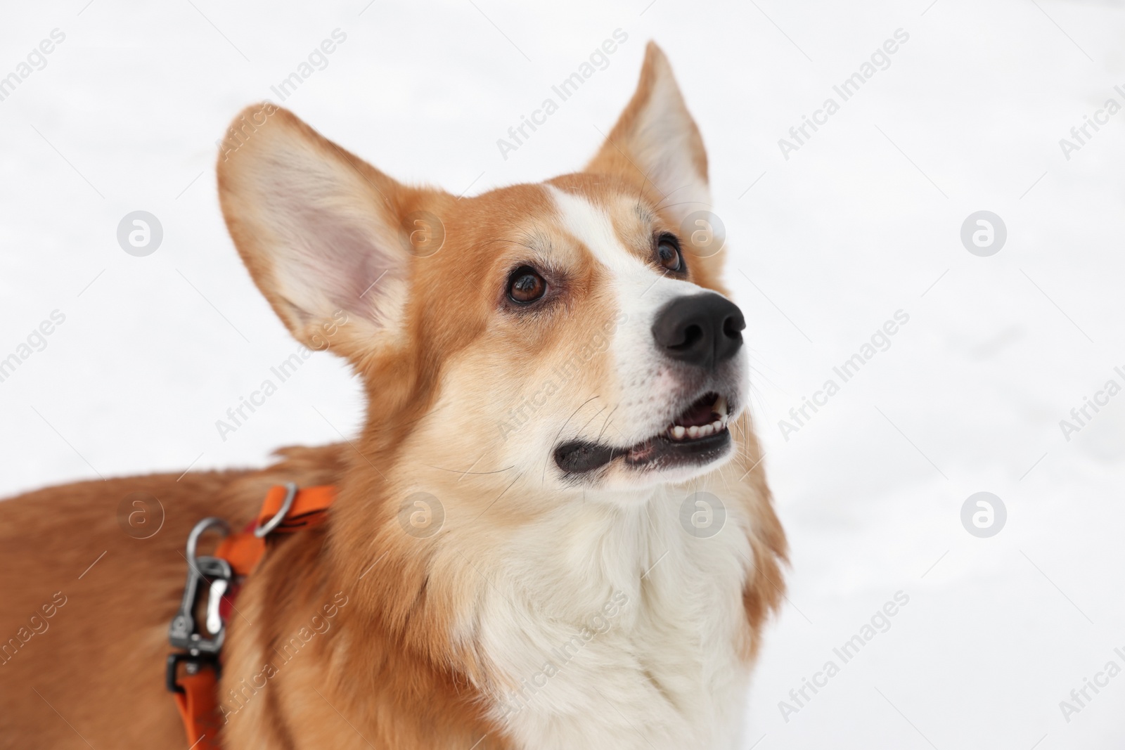 Photo of Adorable Pembroke Welsh Corgi dog on snow, closeup