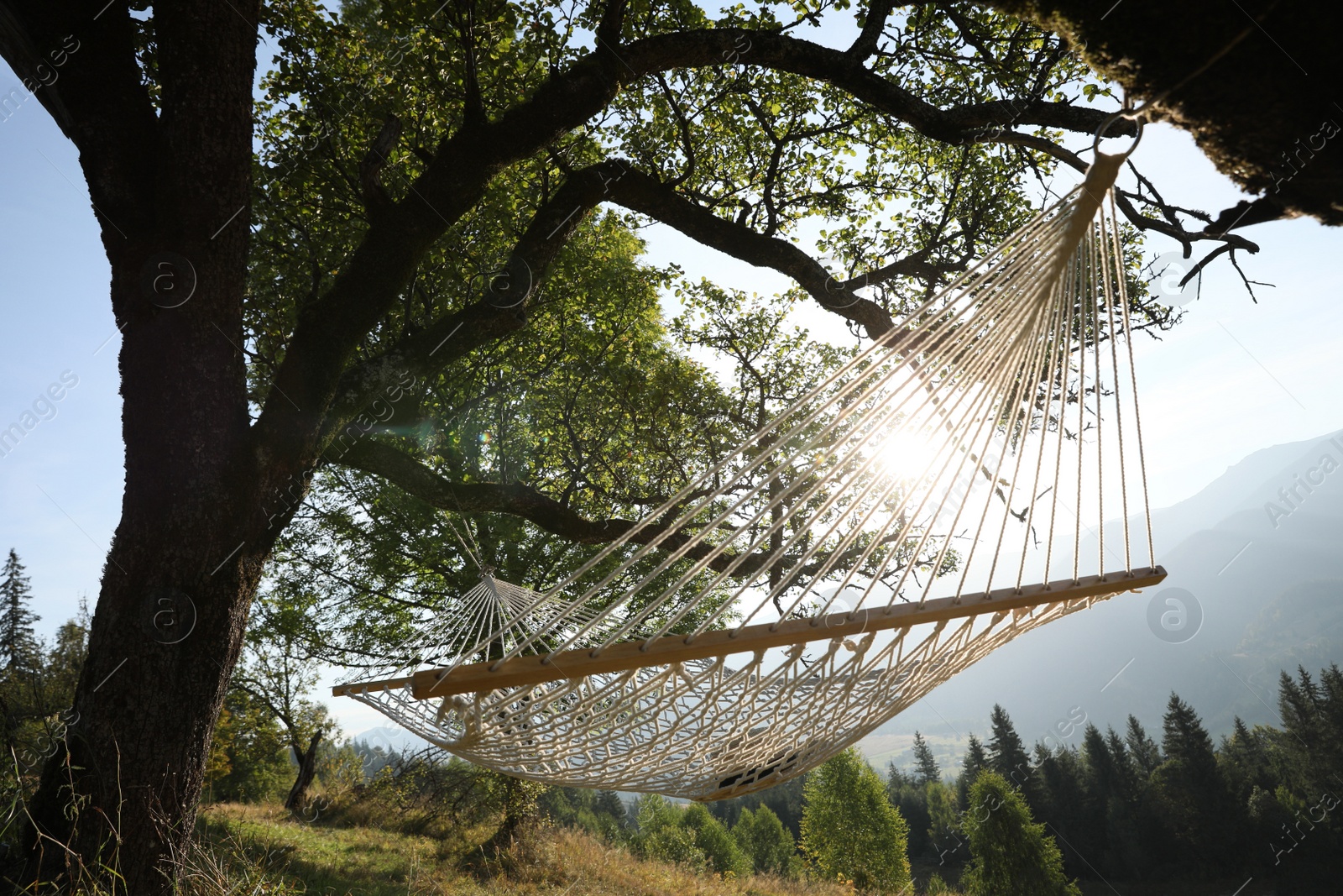 Photo of Comfortable net hammock outdoors on sunny day