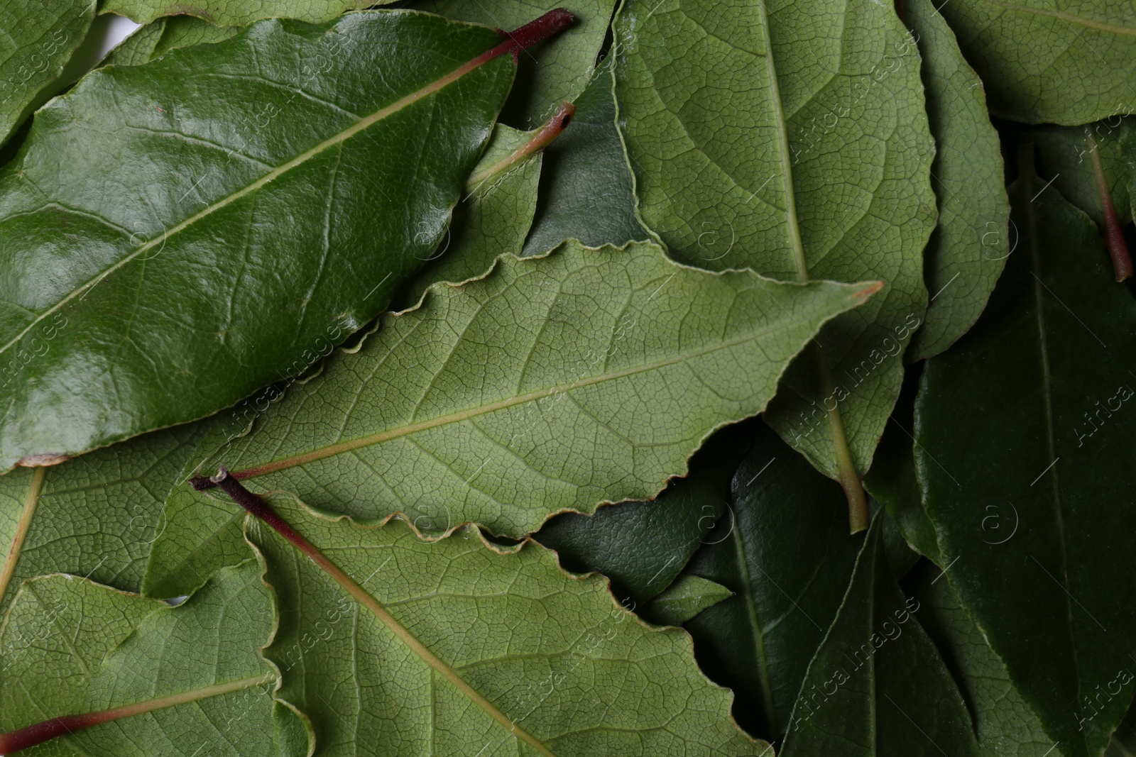 Photo of Many fresh bay leaves as background, flat lay