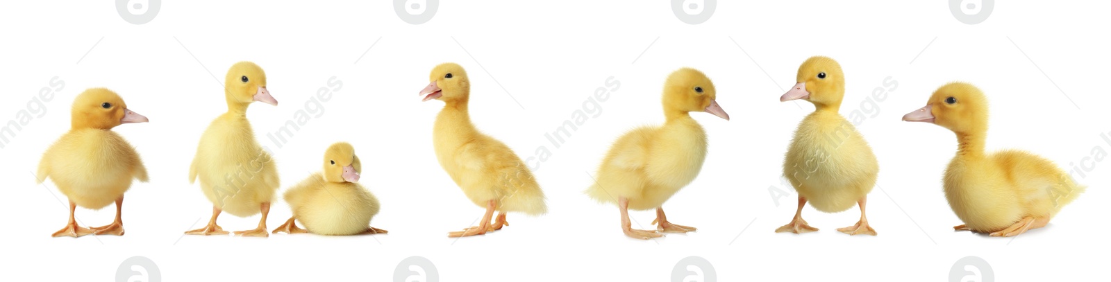 Image of Collage with cute fluffy ducklings on white background, banner design. Farm animals