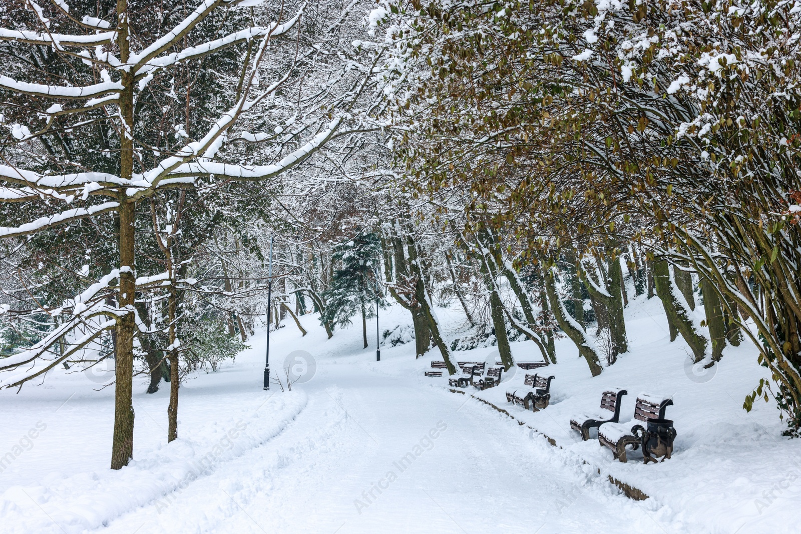 Photo of Trees covered with snow and benches in winter park