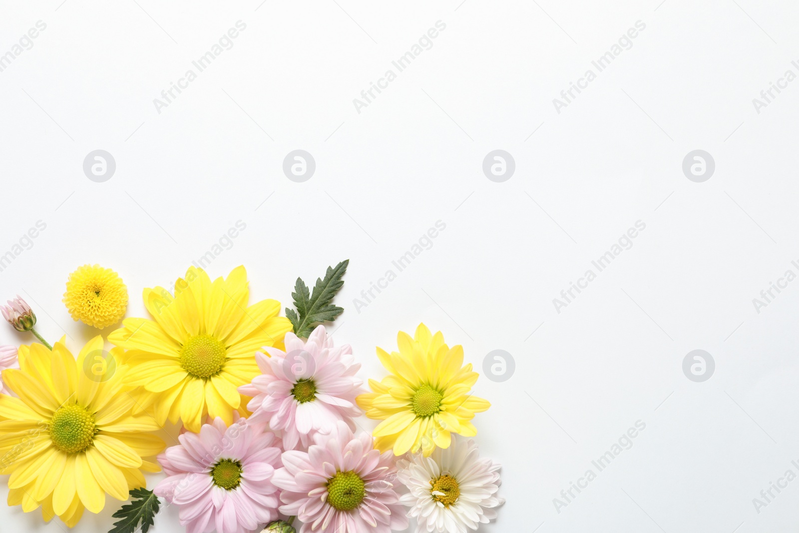 Photo of Beautiful chamomile flowers on white background, flat lay with space for text