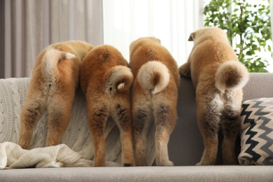 Photo of Funny akita inu puppies on sofa in living room