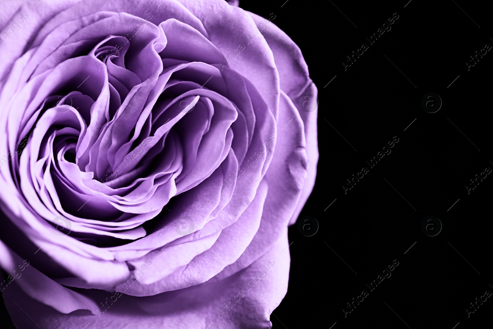 Image of Violet flower on black background, closeup. Funeral attributes