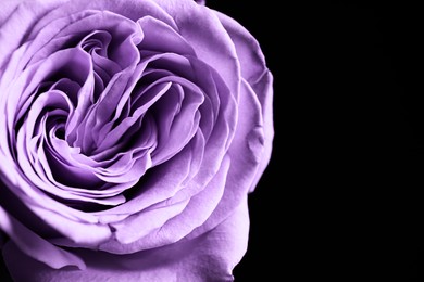 Violet flower on black background, closeup. Funeral attributes