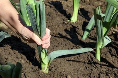 Mature man picking fresh leek in field, closeup