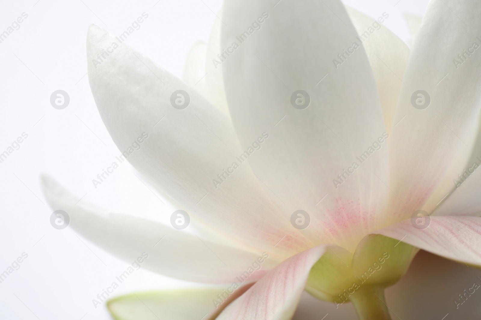 Photo of Beautiful blooming lotus flower on white background, closeup