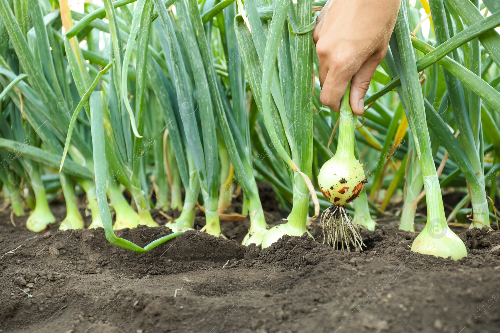 Photo of Woman harvesting fresh green onion in field, closeup