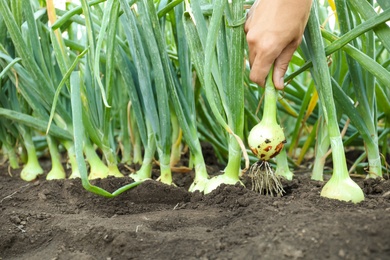 Photo of Woman harvesting fresh green onion in field, closeup