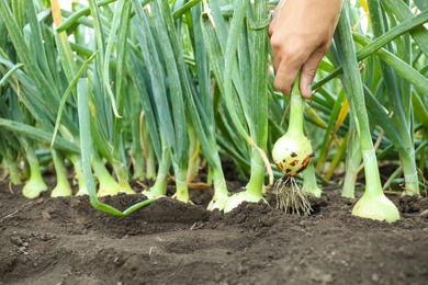 Woman harvesting fresh green onion in field, closeup