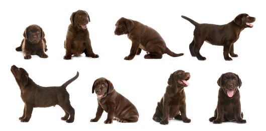 Image of Set of Chocolate Labrador Retriever puppies on white background