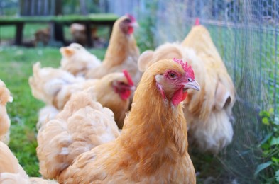 Photo of Beautiful ginger hens walking in zoo outdoors