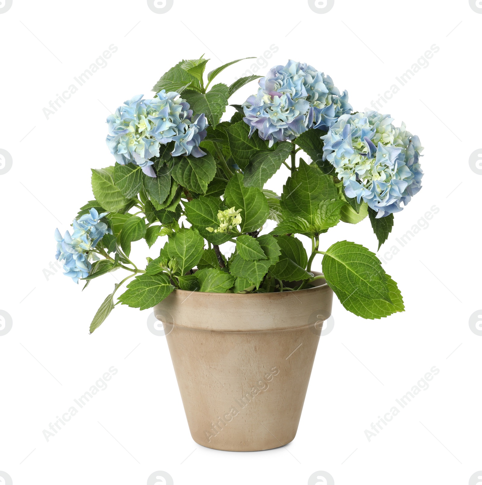 Photo of Beautiful potted hortensia plant with light blue flowers isolated on white 