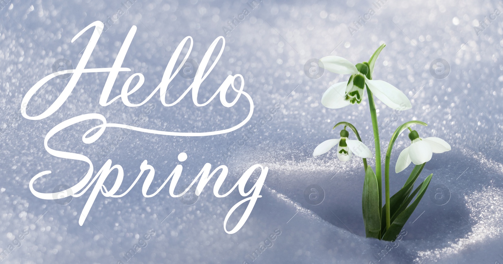 Image of Hello Spring. Beautiful tender spring snowdrops growing through snow, banner design 