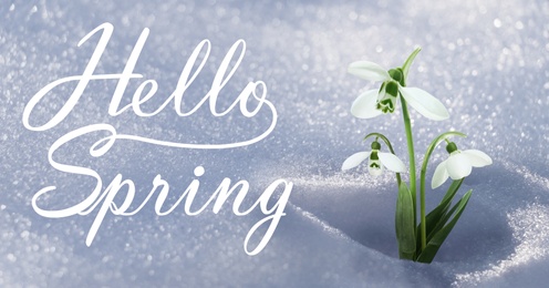 Image of Hello Spring. Beautiful tender spring snowdrops growing through snow, banner design 