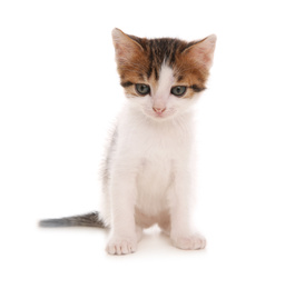 Photo of Cute little kitten on white background. Baby animal